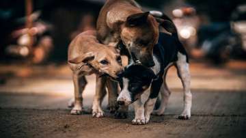 Uttar Pradesh news, 11 year old boy mauled to death by stray dogs in Maharajganj, stray dogs uttar p