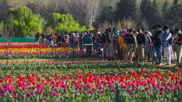 Jammu and Kashmir: Srinagar's tulip garden sets new record, sees 3.7 lakh footfall this season