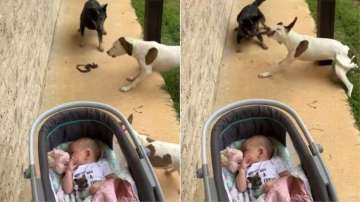 Dogs save baby from snake