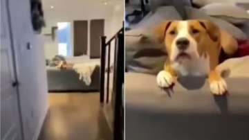 Dog says I love you to owner