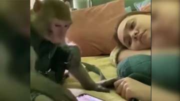 Monkey chills on bed and scroll videos on phone