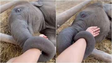 Viral video shows baby elephant holding onto caretaker's hand