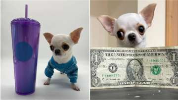 Chihuahua Pearl, world's smallest living dog