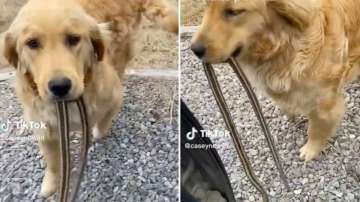 Golden retriever brings 3-foot-long snake to owner