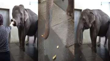 Elephant peels banana before eating it