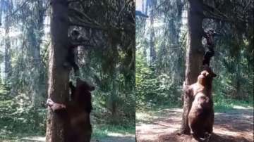 Hiker narrowly escapes grizzly bear attack