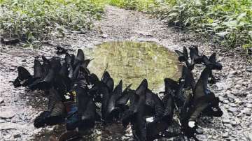 butterflies ‘mud-puddling’