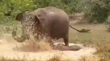 Mama elephant fights crocodile to save her baby