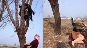 Peacock attacks woman trying to steal eggs