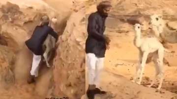 Man rescues reunites baby camel with mother