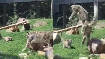 Snow leopard mother pretends to get scared by cub