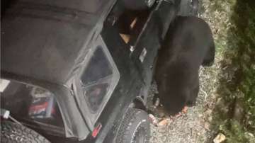 Bear caught on camera breaks into Canadian woman's car