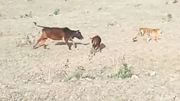 Tiger attacks calf in viral video