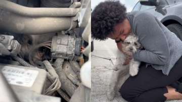 Dog rescued after getting stuck in car engine