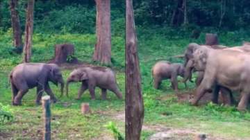 Heartwarming video shows baby elephants playfully fighting while adults intervene. 