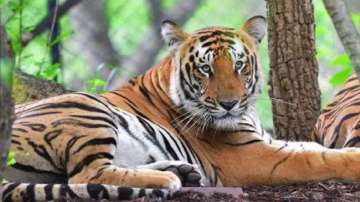 Tiger, Bandhavgarh Tiger Reserve , MP