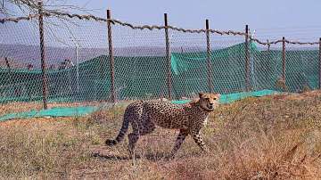 A Cheetah brought from South Africa was released in an enclosure at Palpur, Kuno National Park, Madhya Pradesh, in Sheopur.