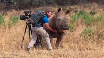 Rhino demands for belly rubs from photographer