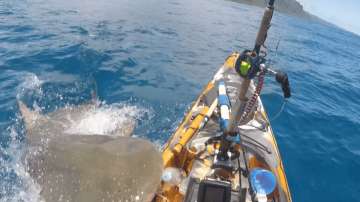 Tiger Shark attacking a Kayak