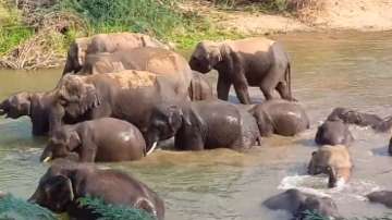Herd of elephants enjoying their dip to escape from the scorching heat 