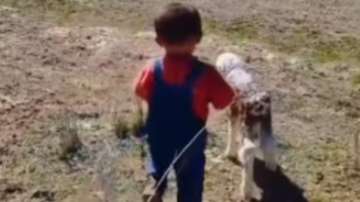 Adorable moment of a little boy helping the lamb reunite with its mother