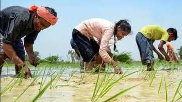 Possible El Nino impact: Centre asks states to ensure enough seeds for Kharif sowing