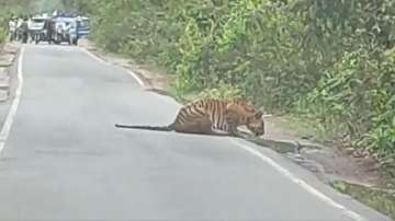 Viral video shows tiger drinking water on busy road