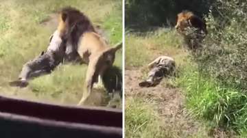 lion attacks man