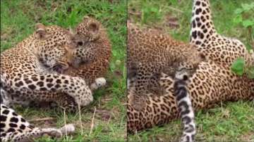 mother leopard and cub playing together