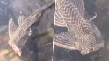 Headless fish caught on camera swimming in water