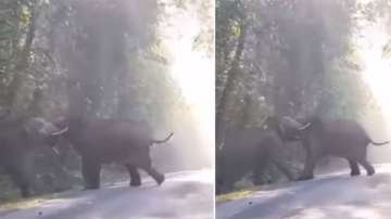 Wild elephants lock horns in fierce fight 