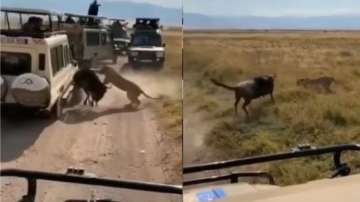 Lions hunt wildebeest