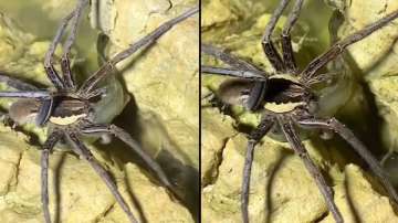 Giant spider catches and eats fish