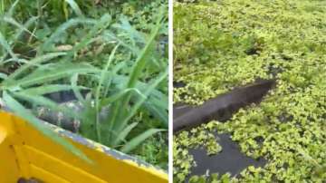 anaconda swims near man on boat