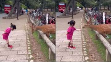 Little girl and deer bow in front of each other