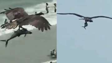 Giant bird flies while carrying shark-like fish