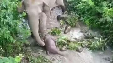 Mama elephant tries to revive dead calf