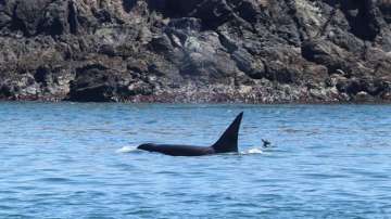 Deer swimming beside Orca going viral on social media.