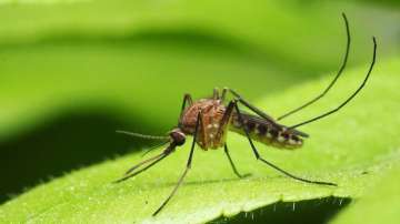 Mosquitoes may be attracted to soapy fragrances because they also feed on plant nectars.