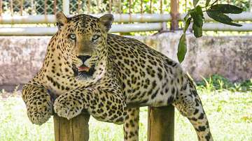 Uttarakhand: Grandmother fights off leopard in Tehri, saves 4-year-old granddaughters