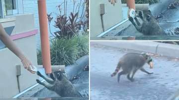 Raccoon gets doughnut from Dunkin Donuts drive-thru