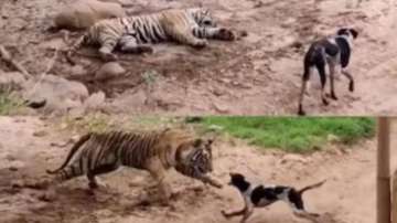 Tiger vs Dog