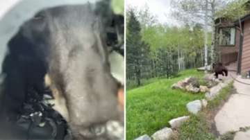 Bear climbs inside truck to eat dog food