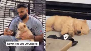 Punjabi puppy's life vlogs