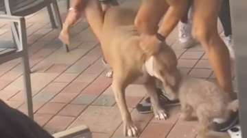 Pit Bull snatches little dog from woman & attacks him