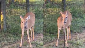 Deer eating snake