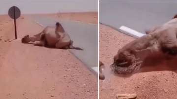 Driver saves thirsty camel's life in scorching desert 