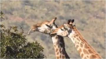 Giraffes caught on camera feasting on bones