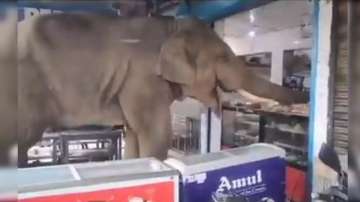 Elephant makes visit to local shop in Guwahati