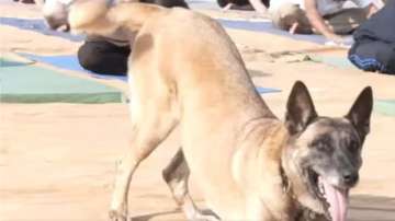 ITBP dog joins humans in yoga practice